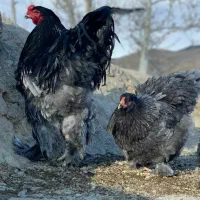 جوجه برهما|حیوانات مزرعه|کرمان, |دیوار