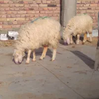 بره وبزغاله