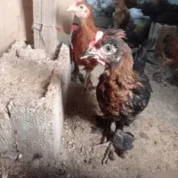 جوجه دیلگونی پاپر بلند