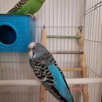 یک جفت مرغ عشق