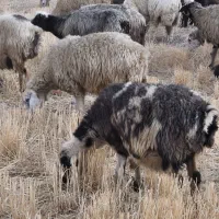 فروش میش بره داروگلون گرم|حیوانات مزرعه|ارسنجان, |دیوار