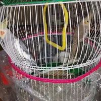 پرنده عروس هلندی