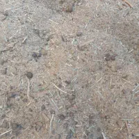 بار گوسفندی