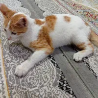 گربه ملوس و خوشکل4ماه ماده
