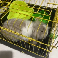 خرگوش لوپ|موش و خرگوش|محمودآباد, |دیوار