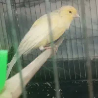 پرنده قناری بلند با گلبسر دهن سقا