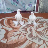 فروش کبوتر سفید اوجا پا ایاخلی