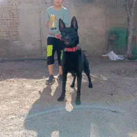 سگ مالینویز بلاک ماده سن یک سال