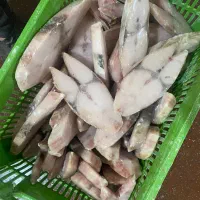 انواع ماهی و میگو منجمد تازه و با کیفیت