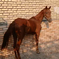 نریون عرب خالص ایرانی