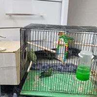 دو جفت کوتوله با یه جوجه|پرنده|اصفهان, بوستان ناژوان|دیوار