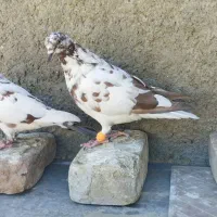 کفتر