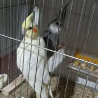 5جفت عروس هلندی