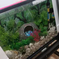 اکواریوم و وسایل