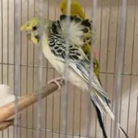 مرغ عشق|پرنده|یزد, |دیوار