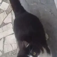 گربه ،گمشده در شهرک نساجی قائمشهر|گربه|قائم‌شهر, |دیوار