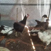 مرغ