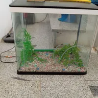 اکواریم
