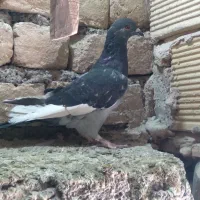 کبوتر وکفتر|پرنده|قم, نوبهار|دیوار