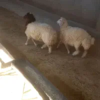 بره|حیوانات مزرعه|سوری, |دیوار