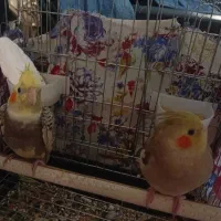 عروس هولندی