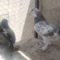 فروش دوتا ماده .میل وبازی دار جفتی 1میلیون