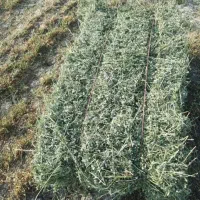 پرس یونجه
