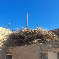 چوب خشک هیزم