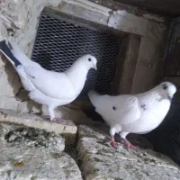 کبوتر|پرنده|ارومیه, |دیوار