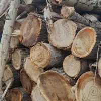 خریدار درخت وچوب|خدمات باغبانی و درختکاری|تبریز, |دیوار