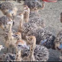 فروش جوجه شتر مرغ