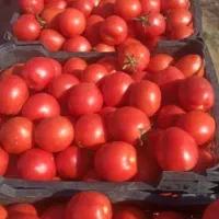 گوجه اورگانیک مخصوص رب نوبر نوبر