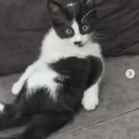 واگداری بچه گربه