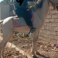 اسب نریون|اسب و تجهیزات اسب‌سواری|نرماشیر, |دیوار