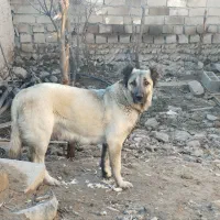 ماده پله سرابی اصیل