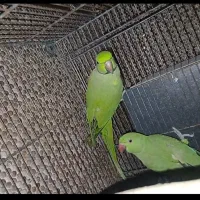 طوطی1جفت ملنگو