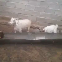 سلام فروش دو عدد بز با کهره