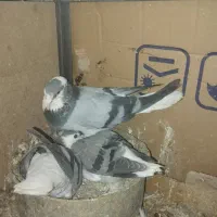 کفتر پلاس|پرنده|قم, سراجه (۱۵ خرداد)|دیوار