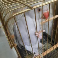 طوطی ملنگوی طوسی