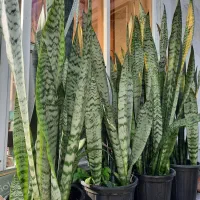 سانسوریا سبز زیبا