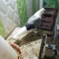 فروش دوکت سبز نر|پرنده|بندر گناوه, |دیوار