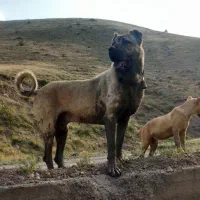 سرابی نر 20 ماهه|سگ|شهریار, شهریار|دیوار