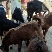 کهره دو رگ همه نر