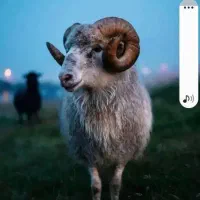 گوسفند نر قوچ