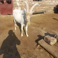 نربز سانن بزغاله پارساله