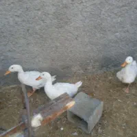 فروش اوردک دانه ای 350 فوری