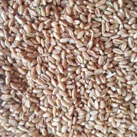 بذر گندم آبی امسال قیمت ۲۲هزار|خدمات باغبانی و درختکاری|زنجان, |دیوار