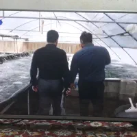 ال ای دی ۴۳ اینچ الجی|تلویزیون و پروژکتور|قم, شهرک امام حسین|دیوار