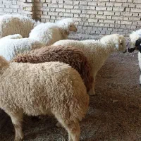 گوسفند گوشت عربی ضبح جلوی مشتری