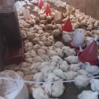 مرغ گوشتی ارگانیک شماره تماس